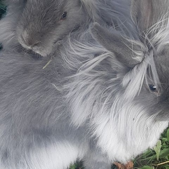 Meet your Posher, Heidi - Picture 1 of 1